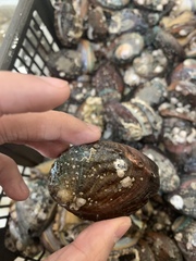 Haliotis diversicolor