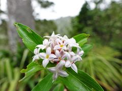 Pimelea longifolia