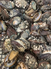 Haliotis diversicolor