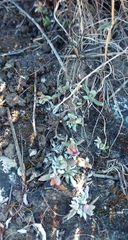 Trichodiadema occidentale