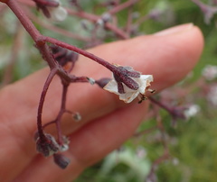 Afrotysonia glochidiata