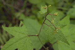 Filipendula glaberrima