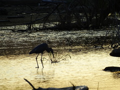 Egretta rufescens