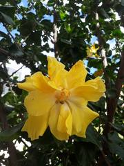 Hibiscus rosa-sinensis