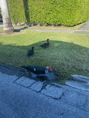 Cairina moschata domestica
