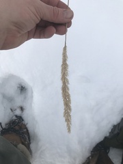 Calamagrostis cinnoides