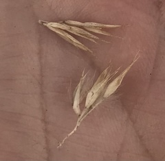 Calamagrostis cinnoides