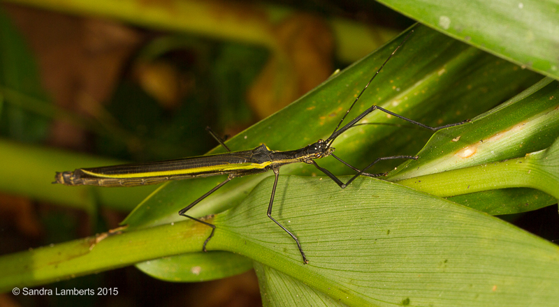Paraphasma