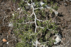 Asparagus lignosus