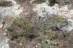 Asparagus lignosus