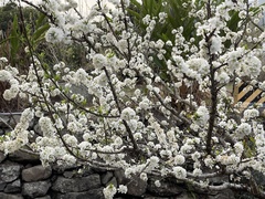 Prunus salicina
