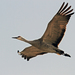 Lesser Sandhill Crane - Photo (c) Robin Gwen Agarwal, some rights reserved (CC BY-NC), uploaded by Robin Gwen Agarwal