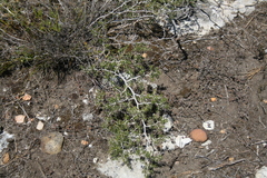 Asparagus lignosus