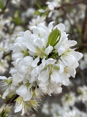 Prunus salicina