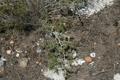 Asparagus lignosus