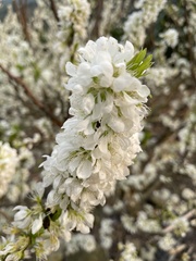 Prunus salicina