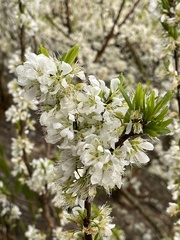 Prunus salicina