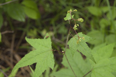 Filipendula glaberrima