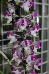 Aerides lawrenceae