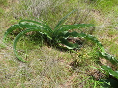 Crinum buphanoides image