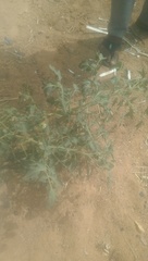 Solanum lycopersicum