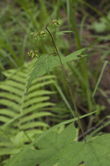 Filipendula glaberrima