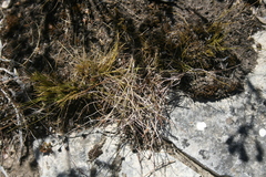Geochloa