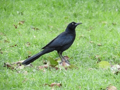Quiscalus mexicanus