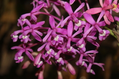 Epidendrum cnemidophorum