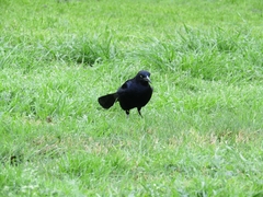 Quiscalus mexicanus