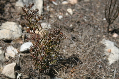 Limonium scabrum