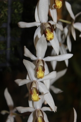 Coelogyne kaliana