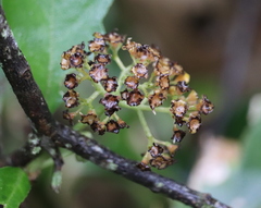 Pisonia aculeata
