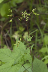 Filipendula glaberrima