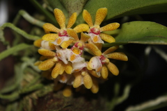 Gastrochilus dasypogon