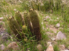 Coryphantha erecta