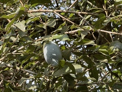 Ficus pumila awkeotsang