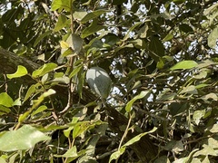 Ficus pumila awkeotsang