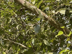 Ficus pumila awkeotsang