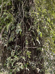Ficus pumila awkeotsang