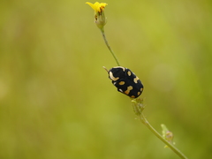 Clinteria klugi