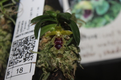 Gastrochilus retrocallus
