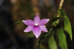 Dendrobium goldschmidtianum