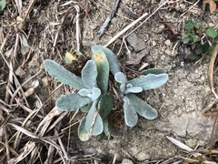 Pseudognaphalium adnatum