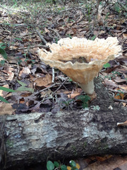 Cymatoderma caperatum