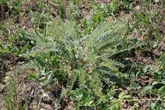 Astragalus buchtormensis