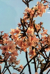 Prunus × lannesiana