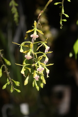 Epidendrum horichii