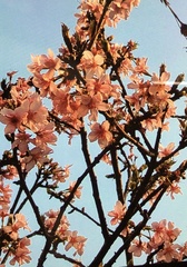 Prunus × lannesiana