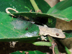 Hemidactylus mabouia